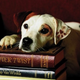 Image for article titled Classic Books I Only Care About Because a Jack Russell Terrier Told Me To